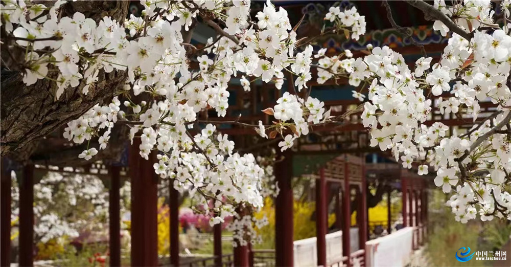 4月10日宅家“云赏花” 皋兰什川这厢有“梨”！