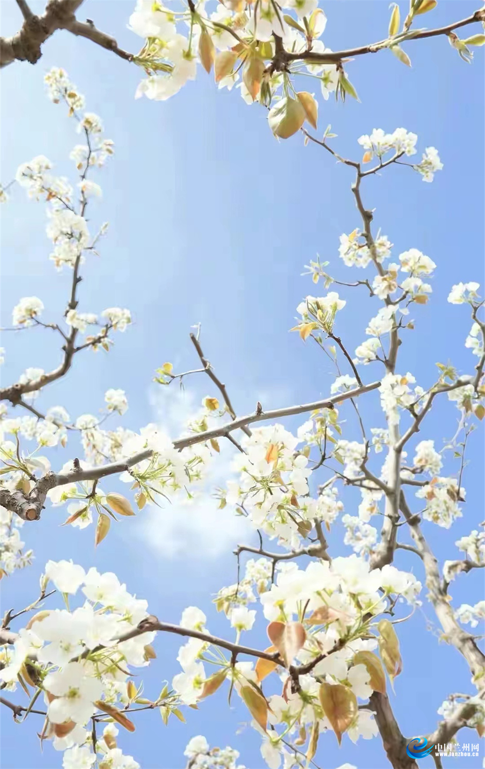 4月10日宅家“云赏花” 皋兰什川这厢有“梨”！