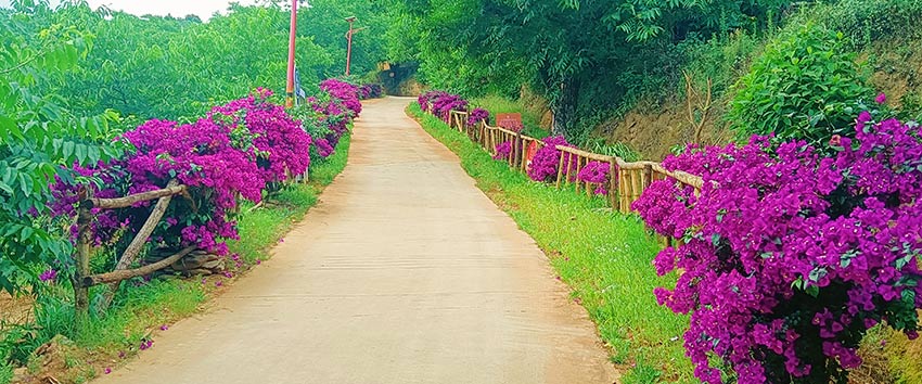 挖沙村的鲜花道。